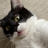怪しいショートメールが届きました😾