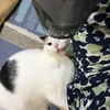 美しくなるのよ！