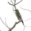 Blue-cheeked Bee-eater ルリホオハチクイ (インドの鳥その90)