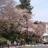 面接の帰りに花見