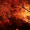 夜景紅葉をM型ライカで撮り切る難しさと自分なりの最適解とは【ライカQ】【ライカM10】【カメラ】