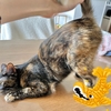 シャチホコもなちゃん登場！