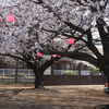 花のじゅうたんと桜のカーテンと