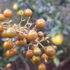 【植物の実の写真】ヘクソカズラの実；アカネ科  Paederia scandens；Rubiaceae  2018年12月16日（日）鹿児島市自宅の庭