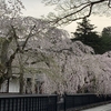 🌸枝垂れ桜～角館の武家屋敷通り🌸