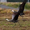 出雲平野にナベヅル７羽飛来（島根県）