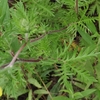 Potentilla chinensis　カワラサイコ