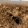 くろごまあん229日目