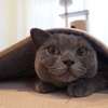 私はわが家の厚生労働大臣の巻　猫も人間も水分摂取！