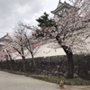 大垣城と一夜城で桜鑑賞🌸（岐阜県大垣市）