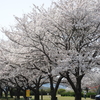 ☆日本の国花桜☆