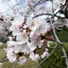 公園の桜