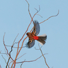 2022.12.15　河川敷の野鳥たち......15選