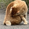 狭山の黒い闇に触れる  975 