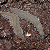 Velvet worms!!