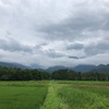 2021/07/12 月曜日　大キノコ