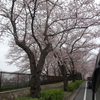 Cherry tree full bloom(≧∀≦*)