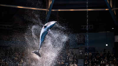 ドラマチックに水族館を撮りたい！難易度別の撮り方と魅力的に写すテクニック