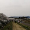 ４月のかえる　花より団子