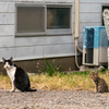 地元温泉街のねこさん