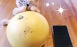 記事を見る