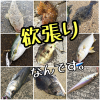 魚種限定なし オールラウンドロッド超絶おススメ３本 Gomoku Life