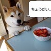 ちくわ、またまた動物病院へ行く。