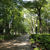 靭公園（うつぼこうえん）バラ園　　「靱公園 バラ祭 くらしとみどりフェスタ2013」開催　5月18日、19日