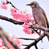 令和３年  桜紀行