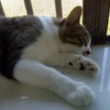 【ねこ森町】迎え火花火