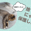 捨て猫？にゃんこ保護しました【保護猫・佐世保】