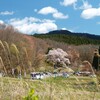 越代の桜[古殿町大久田]