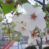 【アドエスphoto】さくら餅みたいな桜