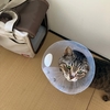 カラー生活と食欲不振