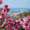 名護城公園さくら開花状況 初めて行く人への解説も 2017.2/14