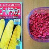 トウモロコシの種まきしました！