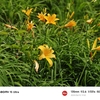 白山高山植物園オープンガーデン（その２）