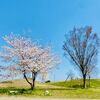 　上津台の桜