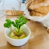 大根の葉っぱで、お手軽家庭菜園。もしや猫草感覚で食べられちゃうのか？