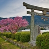 ハートの桜