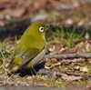 近所の公園散歩