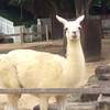 パンダも赤パンダもラマもマヌルネコもいる王子動物園