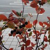 ダウン