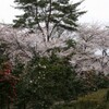 お花見には寒い日曜日