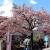 「熱海、箱根の旅日記」－「あたみ桜、糸川桜まつり」