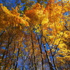  奥入瀬の入り口 焼山の紅葉 (重いヨ)