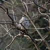 日本　冬の散歩道の野鳥たち