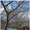 冬景色の富士五湖と河津桜　みなみの桜と菜の花まつり　24.02.18