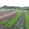 今週の野菜ー農園再開