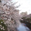 早朝の花見